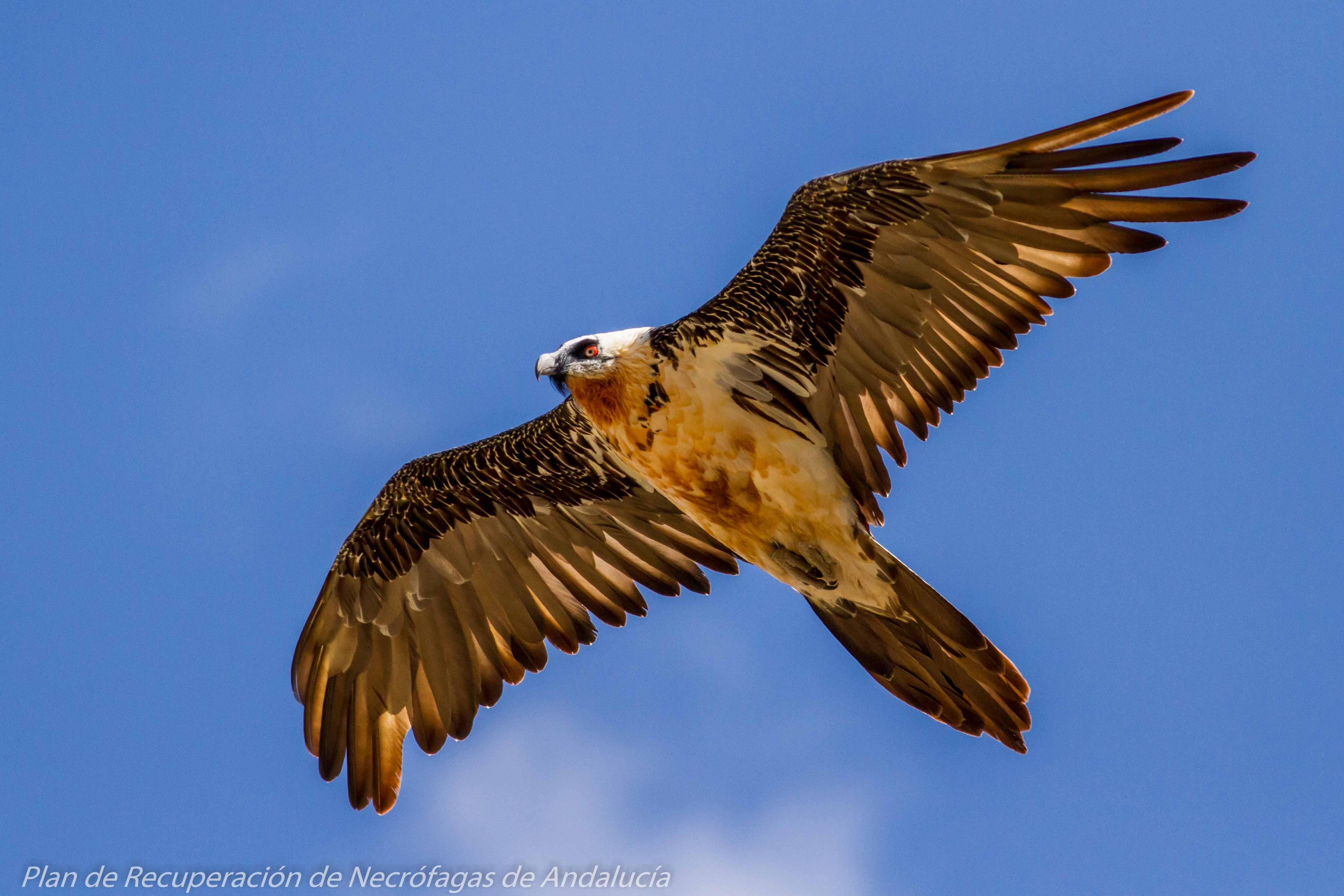 Half of raptors breeding in North Africa are threatened with extinction –  IUCN report