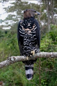 Crowned Eagle male